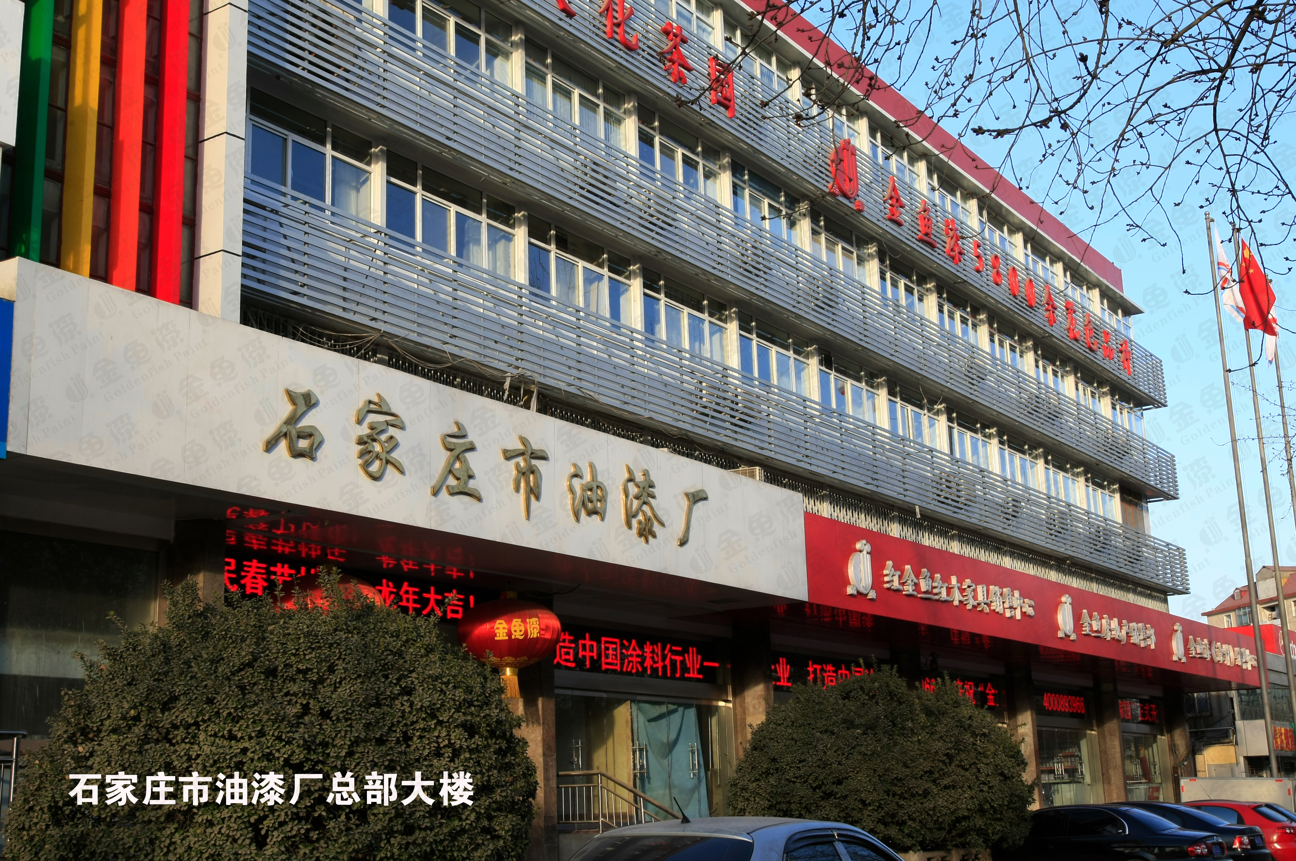 關于金魚(圖1)